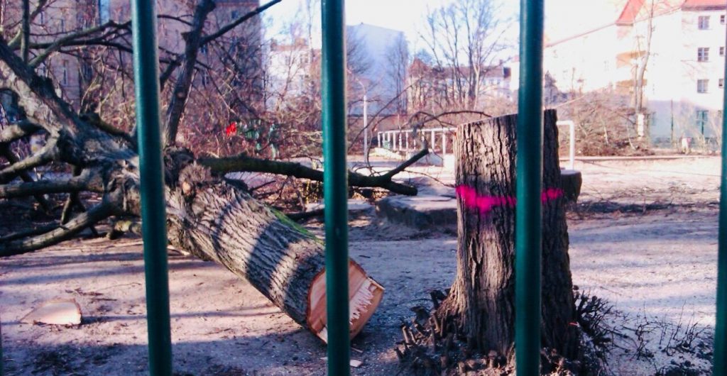 Auch auf dem Schulhof der Carl-Humann-Grundschule müssen Bäume dran glauben (Foto: Ronald Lohse)