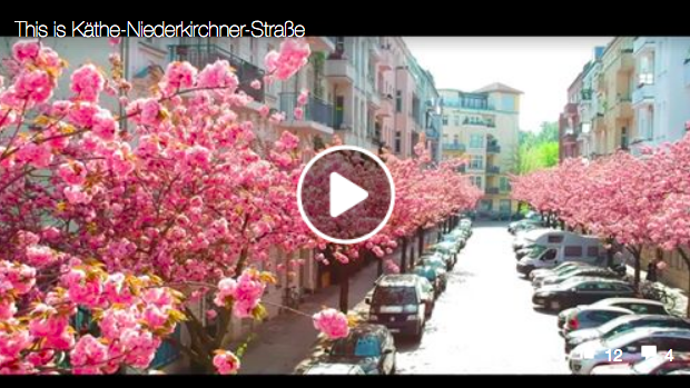 Kirschblütenvideo Newsletter