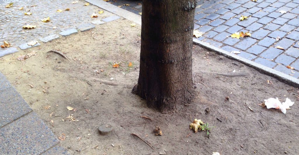 Straßenbaum Baumscheibe