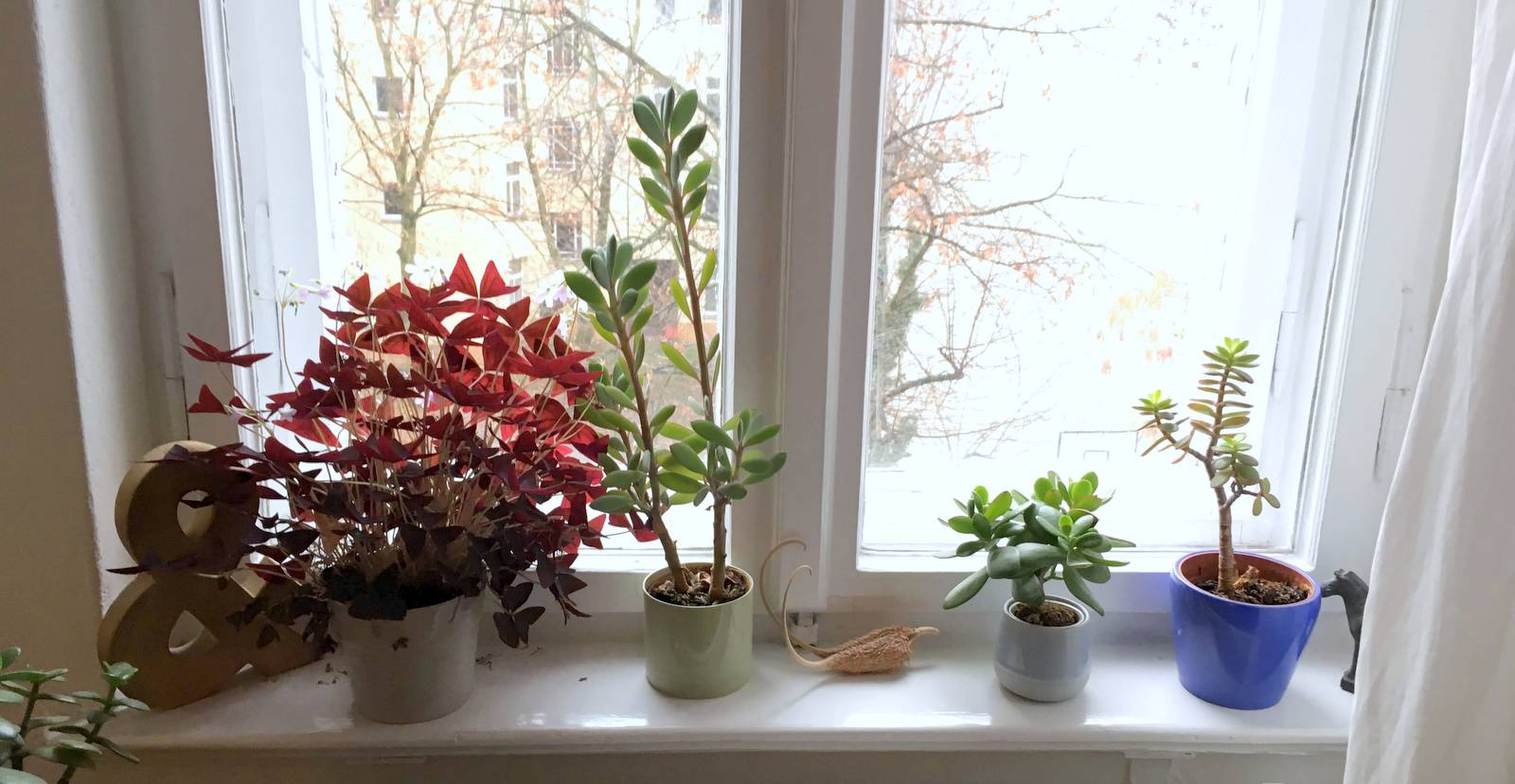 Zimmerreise Pflanzen Fensterbank